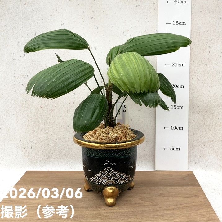 観音竹 高級鉢付き ★引き取り希望★ 65周年記念セール】【現品お届け】観音竹 カンノンチク 大納言 だい