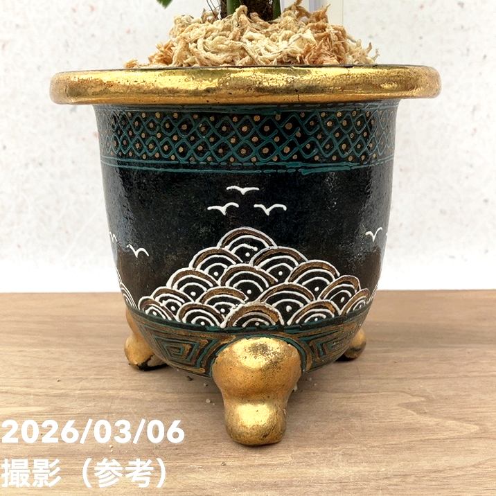 現品お届け】観音竹 カンノンチク 大納言 だいなごん 錦鉢（K20