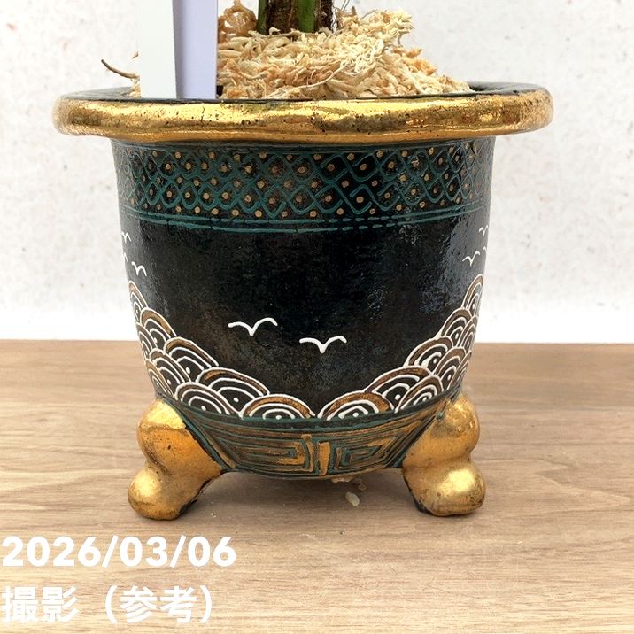 現品お届け】観音竹 カンノンチク 大納言 だいなごん 錦鉢（K20