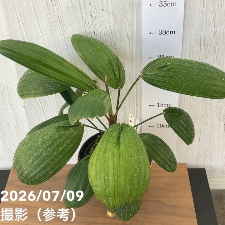 決算P5倍！10%OFF！8/2まで】【現品お届け】観音竹 カンノンチク