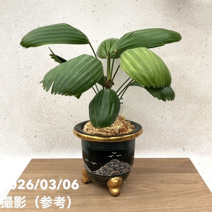 現品お届け】観音竹 カンノンチク 大納言 だいなごん 錦鉢（K20