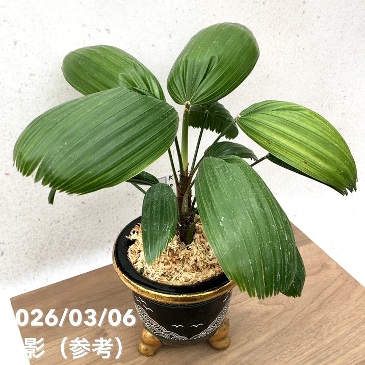 現品お届け】観音竹 カンノンチク 大納言 だいなごん 錦鉢（K20