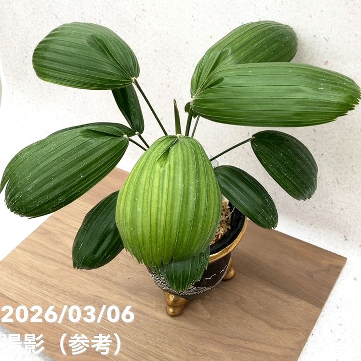 現品お届け】観音竹 カンノンチク 大納言 だいなごん 錦鉢（K20