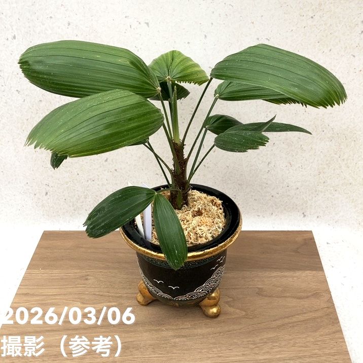 現品お届け】観音竹 カンノンチク 大納言 だいなごん 錦鉢（K20
