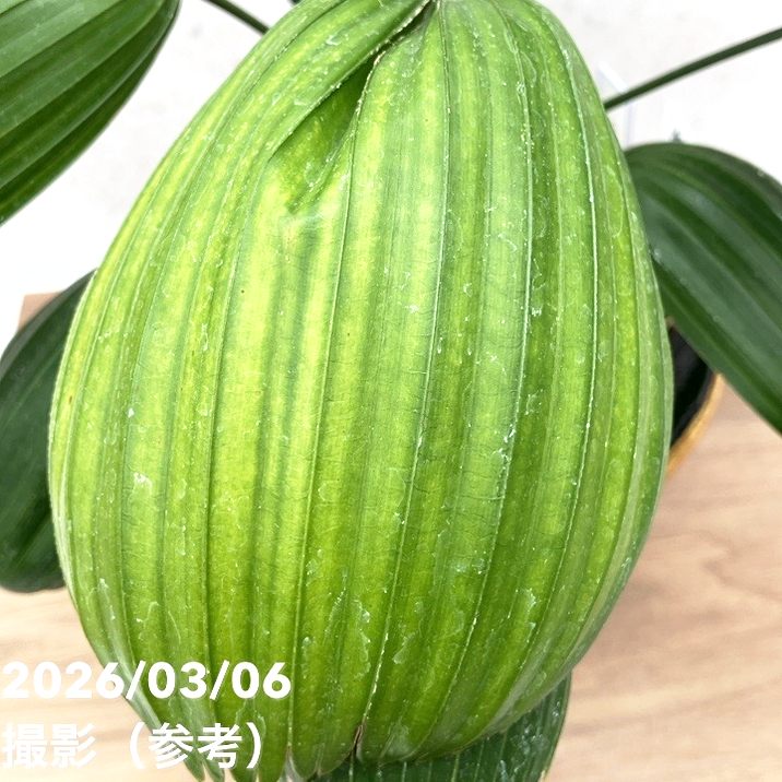現品お届け】観音竹 カンノンチク 大納言 だいなごん 錦鉢（K20