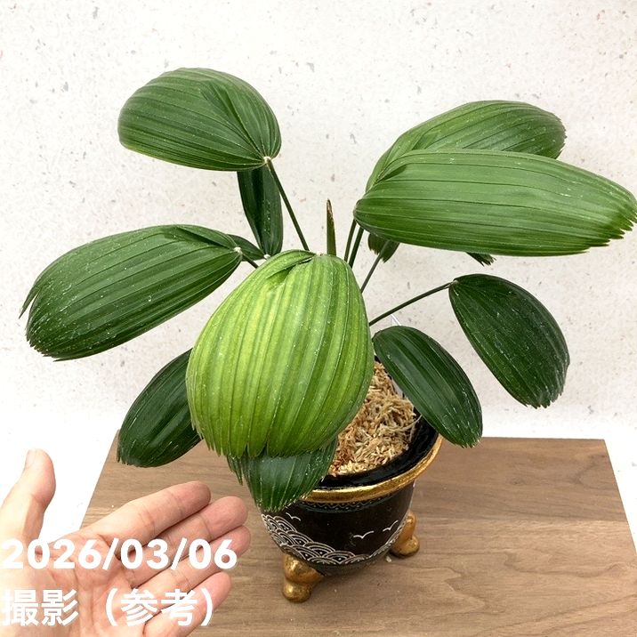 現品お届け】観音竹 カンノンチク 大納言 だいなごん 錦鉢（K20