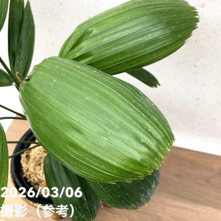 現品お届け】観音竹 カンノンチク 大納言 だいなごん 錦鉢（K20