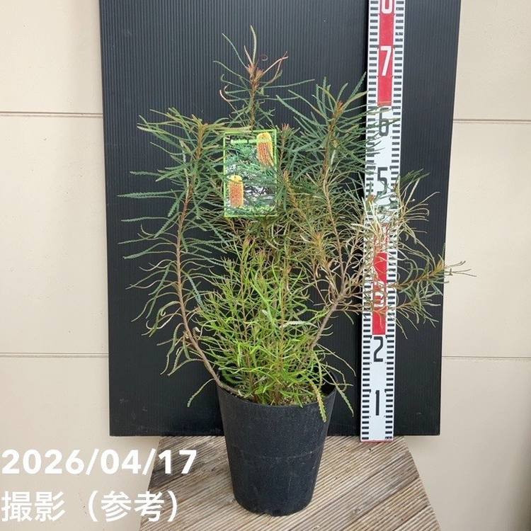 バンクシア スピヌロサ ヘアピンバンクシア 6号｜花木04-PA | 花木