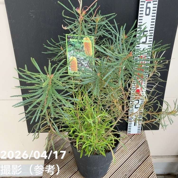 バンクシア スピヌロサ ヘアピンバンクシア 6号｜花木04-PA | 花木