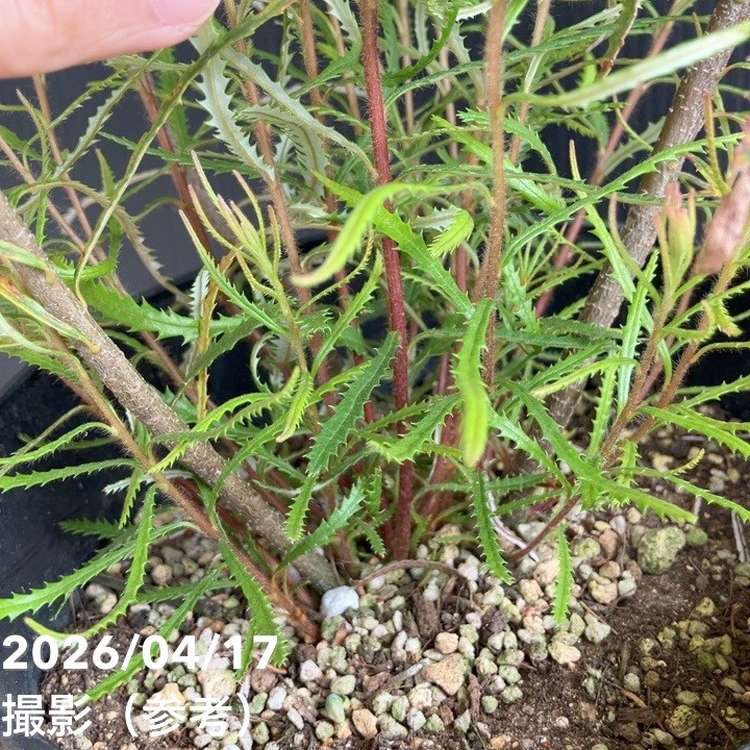 バンクシア スピヌロサ ヘアピンバンクシア 6号｜花木04-PA | 花木