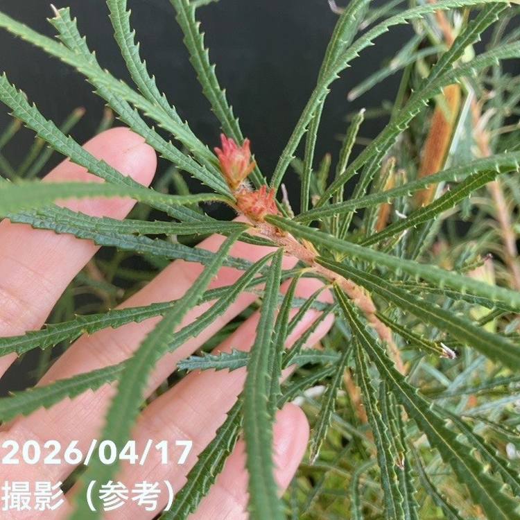 バンクシア スピヌロサ ヘアピンバンクシア 6号｜花木04-PA | 花木