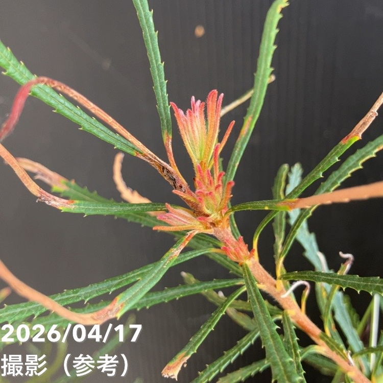 バンクシア スピヌロサ ヘアピンバンクシア 6号｜花木04-PA | 花木