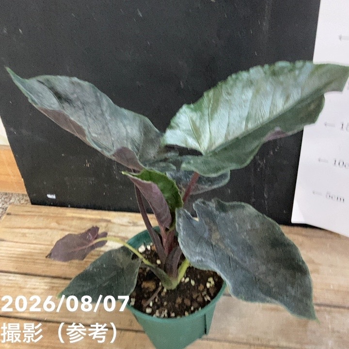 アロカシア アントロベルベット 4号｜観葉04-PA | 観葉・多肉