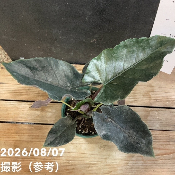 アロカシア アントロベルベット 4号|観葉04-PA