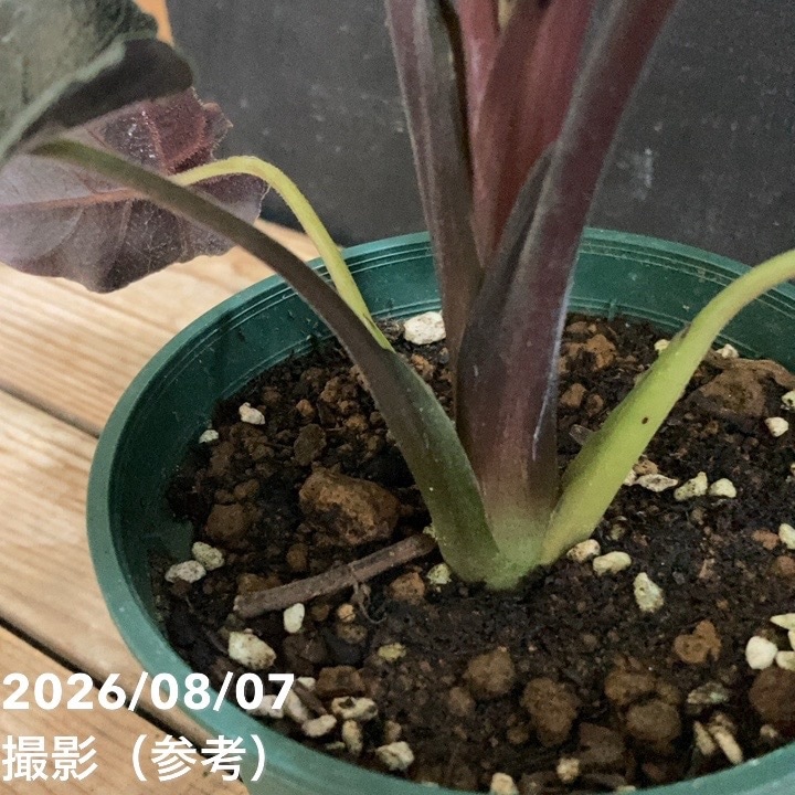 アロカシア アントロベルベット 4号|観葉04-PA