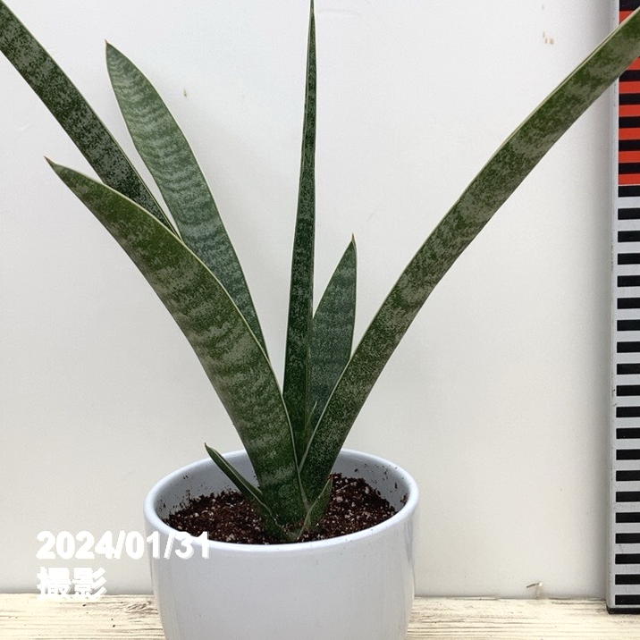 決算P5倍！10%OFF！8/2まで】サンスベリア 3.5号 マライカ 白陶器仕様