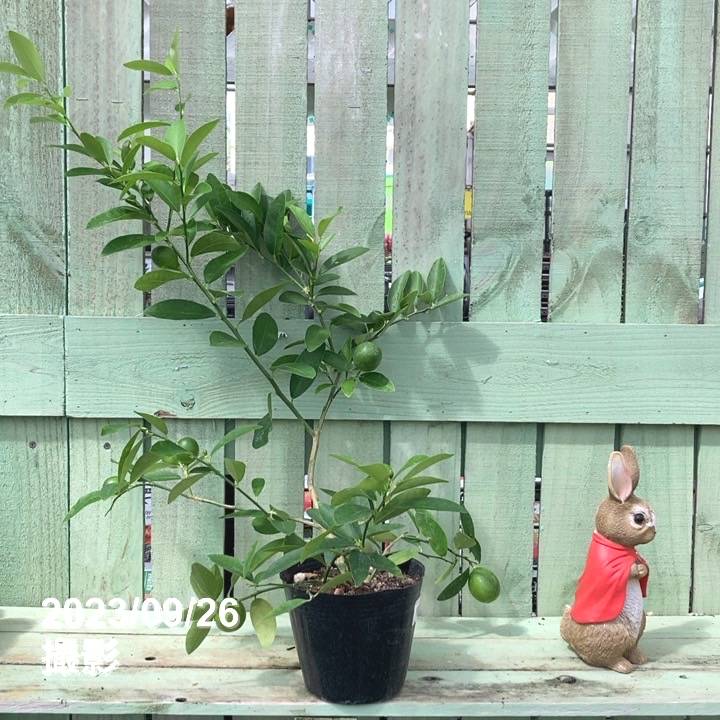 実付き＞キンカンライム 5号｜柑橘｜果樹04-PA | 果樹,[珍しい果樹