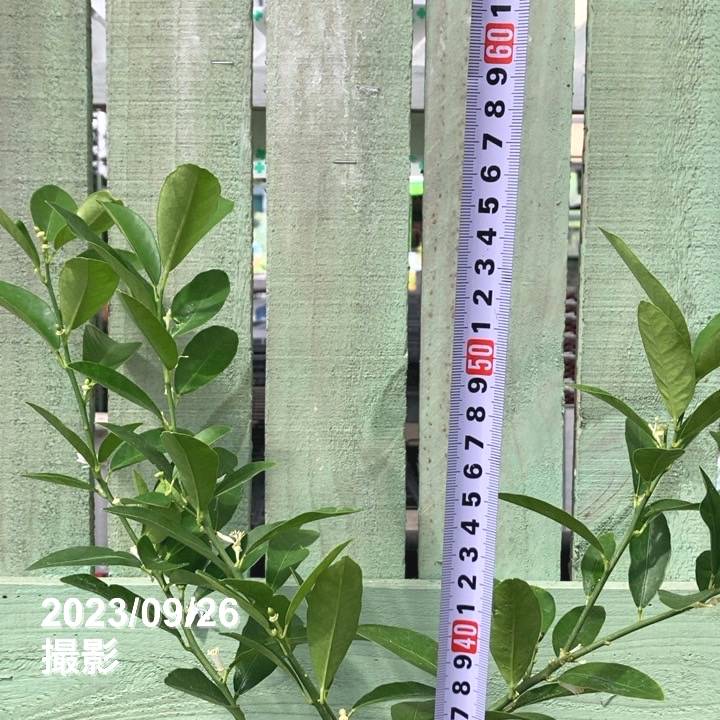 実付き＞キンカンライム 5号｜柑橘｜果樹04-PA | 果樹,[珍しい果樹