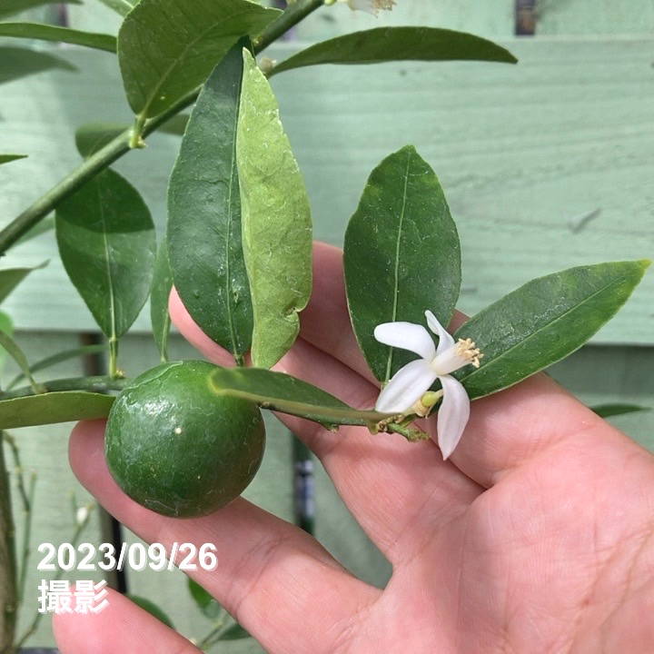 4年生 果実つき キンカンライム接木苗／ハイブリッドライム 樹高90cm 4