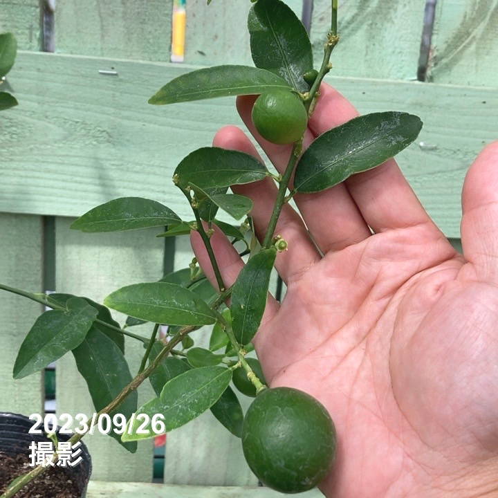 実付き＞キンカンライム 5号｜柑橘｜果樹04-PA | 果樹,[珍しい果樹