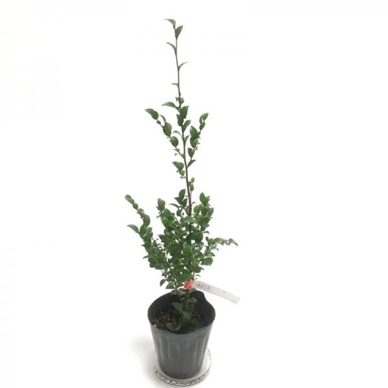 こだわりの前田ナーセリー苗 椿 苗 細葉連芯茶 産地直送商品 産直 前田園芸 ツバキ 赤塚植物園オンライン フラワーショップ 花の音