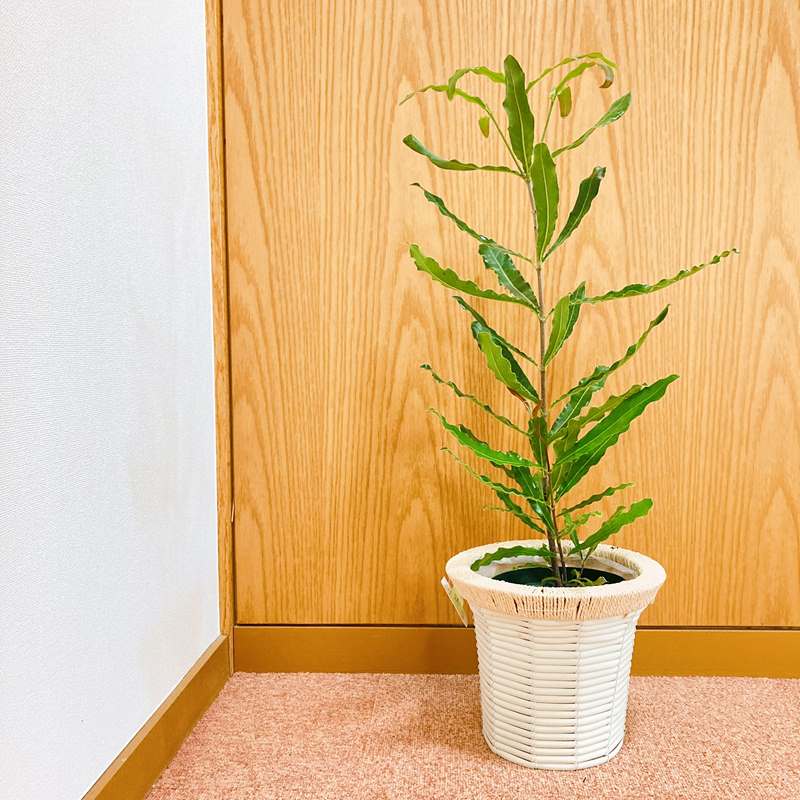 マカダミアナッツ クーパー 実生3年株 鉢付き40株セット苗 マカダミア