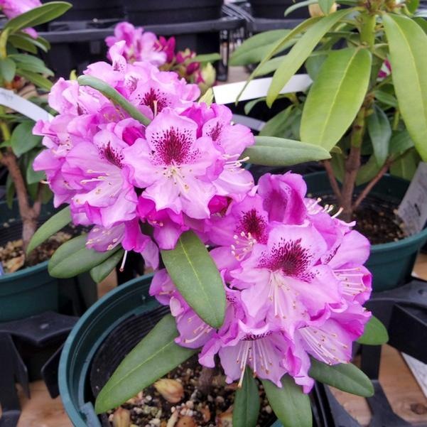 つぼみ付き＞シャクナゲ スーパーローディー 3.5号 パープルドーム