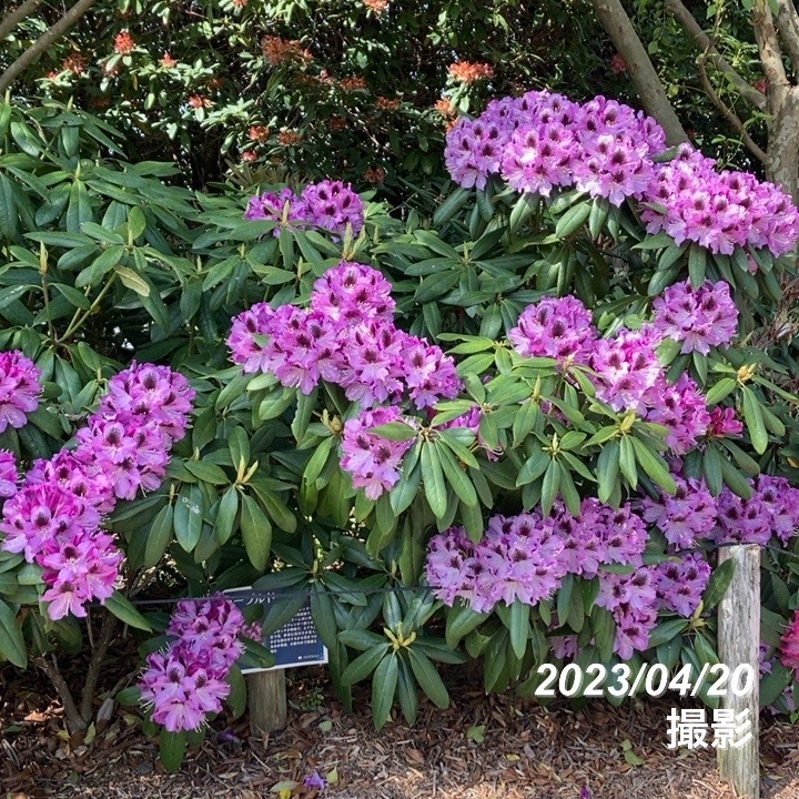 つぼみ付き＞シャクナゲ スーパーローディー 3.5号 パープルドーム