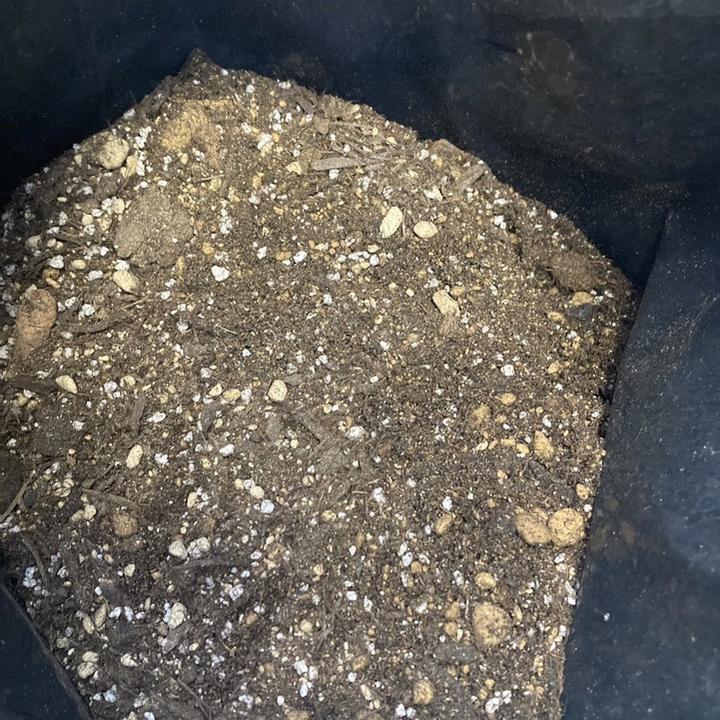 NATIVE PLANTS SOIL ネイティブプランツの土 16L入り（植物との同梱