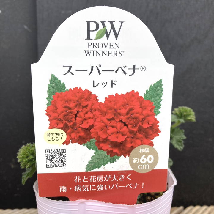 PW スーパーベナ レッド 3.5号×3株セット｜草花04-PA | 草花,[季節の