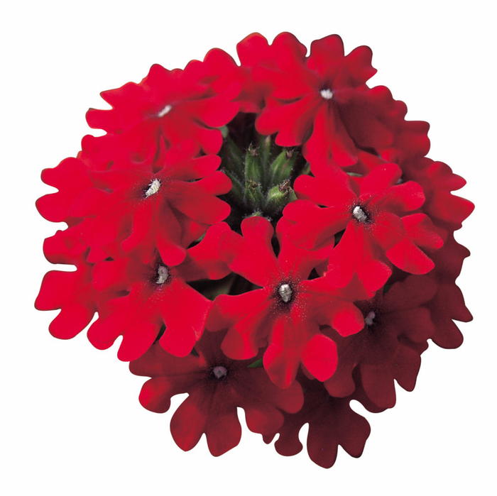 PW スーパーベナ レッド 3.5号×3株セット｜草花04-PA | 草花,[季節の