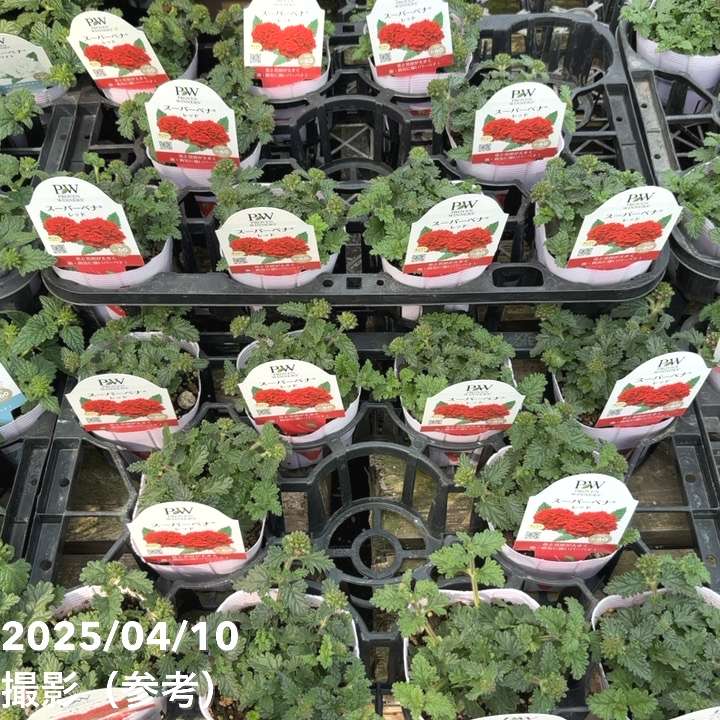 PW スーパーベナ レッド 3.5号×3株セット｜草花04-PA | 草花,[季節の