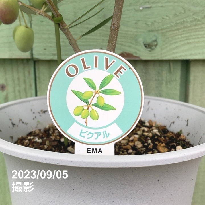 実付き＞オリーブ 6号 ピクアル｜果樹04-PA | 果樹 | 赤塚植物園
