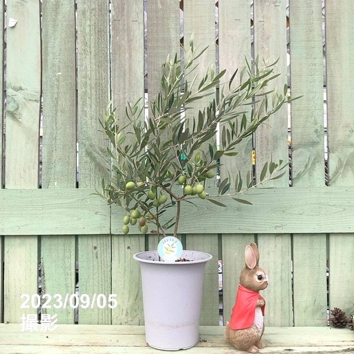 実付き＞オリーブ 6号 ピクアル｜果樹04-PA | 果樹 | 赤塚植物園