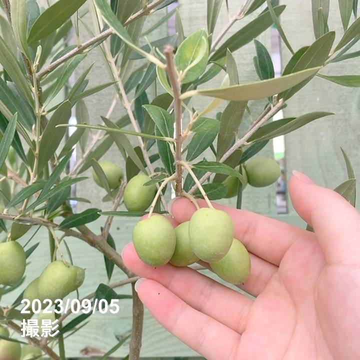 実付き＞オリーブ 6号 ピクアル｜果樹04-PA | 果樹 | 赤塚植物園