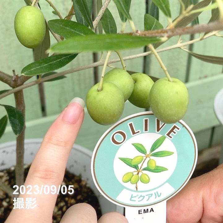 実付き＞オリーブ 6号 ピクアル｜果樹04-PA | 果樹 | 赤塚植物園