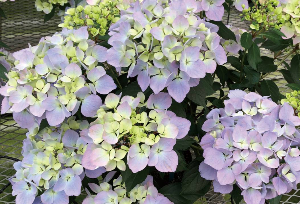 PW ラグランジア クリスタルヴェール2 3.5号｜花木04-PA | 花木・庭木