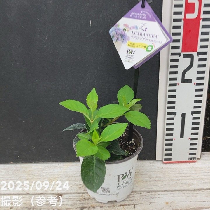 PW ラグランジア クリスタルヴェール2 3.5号｜花木04-PA | 花木