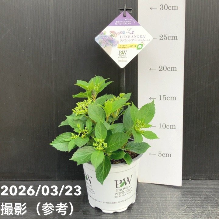 PW ラグランジア クリスタルヴェール2 3.5号｜花木10-TU | 花木・庭木