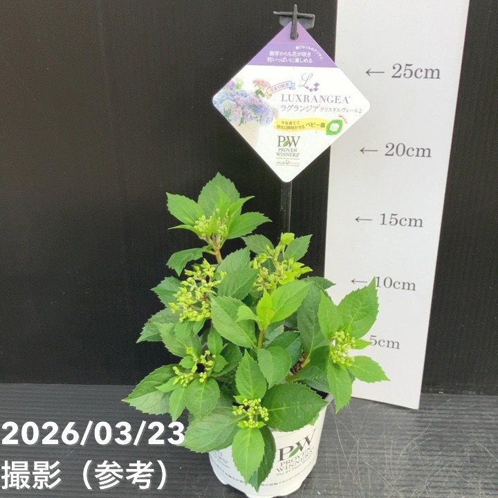 PW ラグランジア クリスタルヴェール2 3.5号｜花木10-TU | 花木・庭木