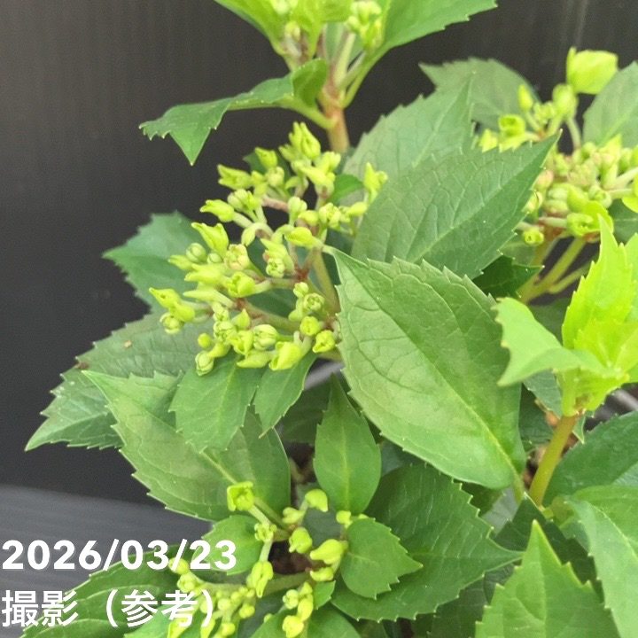 【花苗】5号大苗 PW 正規品 ラグランジア クリスタルヴェール2　現品発送　④ 園芸ネット本店｜ラグランジア（アジサイ）：クリスタルヴェール【2