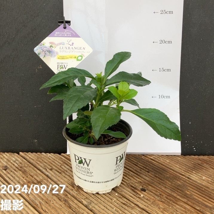 PW ラグランジア クリスタルヴェール2 3.5号｜花木04-PA | 花木