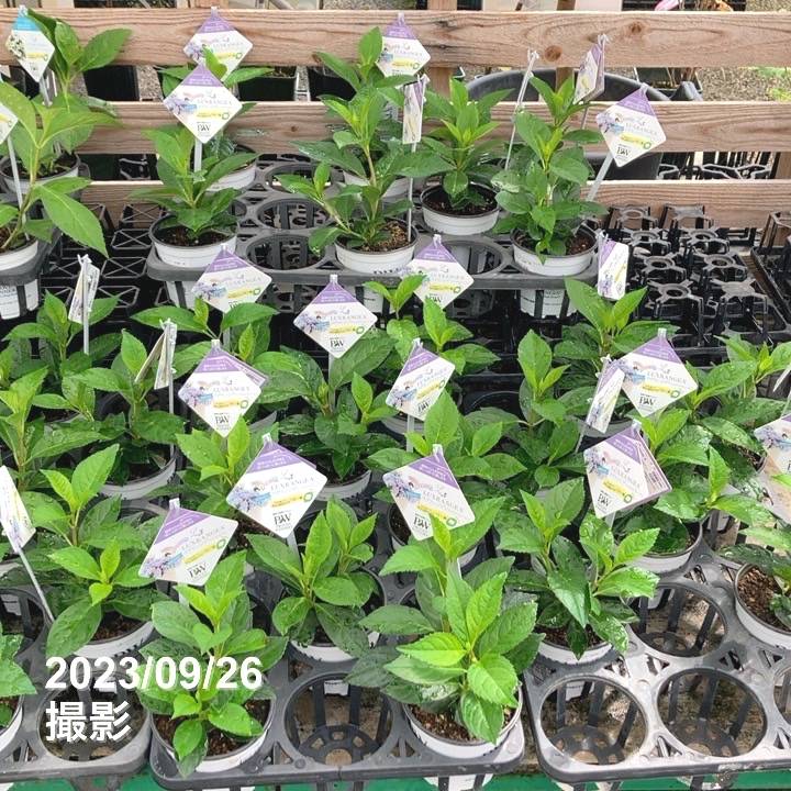 PW ラグランジア クリスタルヴェール2 3.5号｜花木04-PA | 花木・庭木