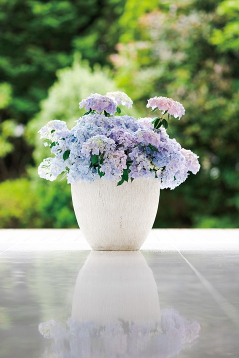 ラグランジア® オーロランジュ | PROVEN WINNERS (PW)【植物の