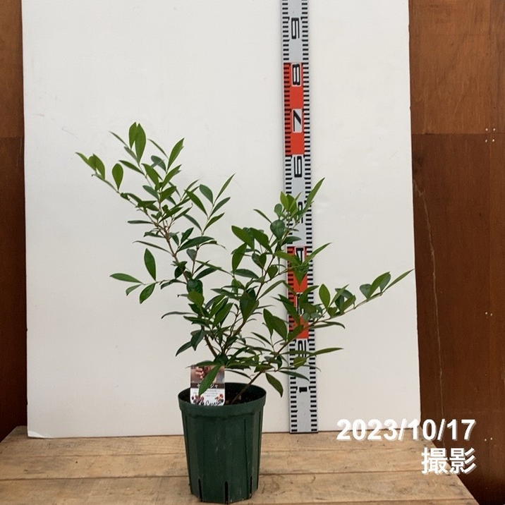 決算P5倍！10%OFF！8/2まで】セレージャ 5号ロングスリット鉢｜果樹10