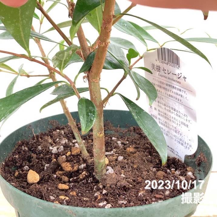 4年生　フィンガーライム接木苗／苗　果実肥大中　樹高70cm 5号鉢 4年生 フィンガーライム接木苗／苗 果実肥大中 樹高70cm 5号鉢