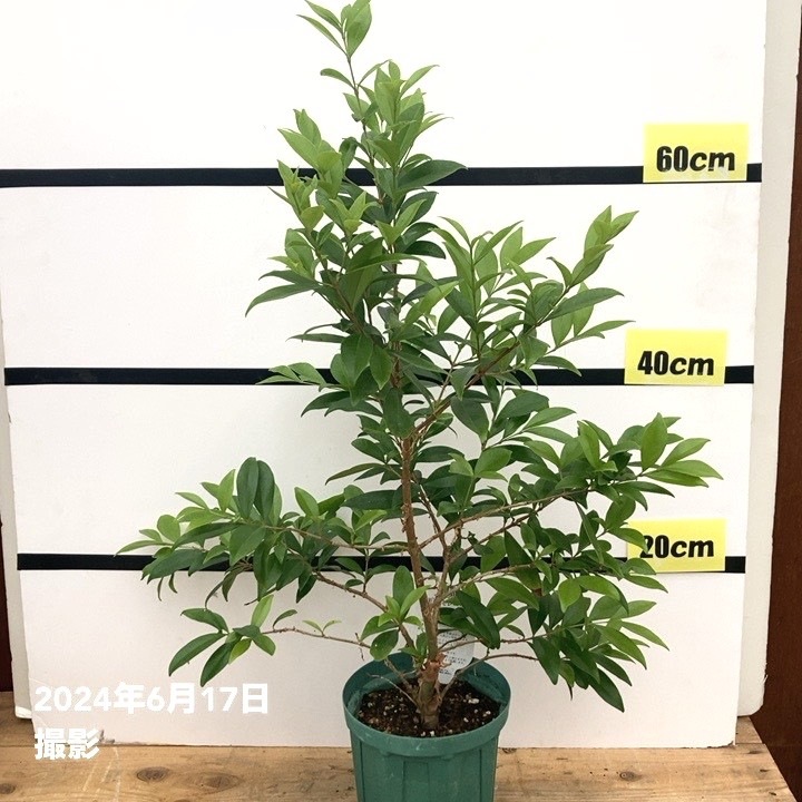 セレージャ 5号ロングスリット鉢｜果樹10-TU | 果樹,[珍しい果樹