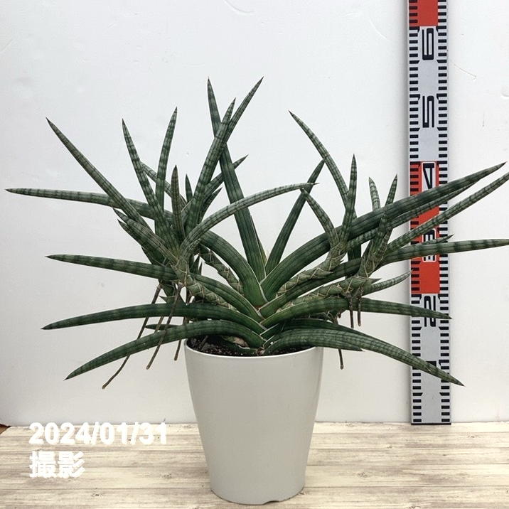サンスベリア Ch15064 子株付き Sansevieria CH-15064 - メルカリ