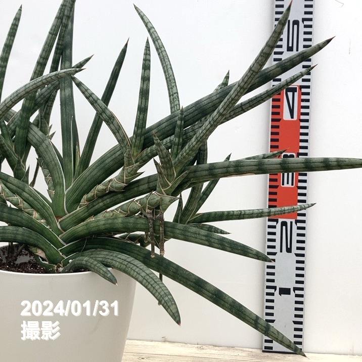 現品お届け】サンスベリア 6号 ボブ クランプ付き 白プラ鉢仕様（2