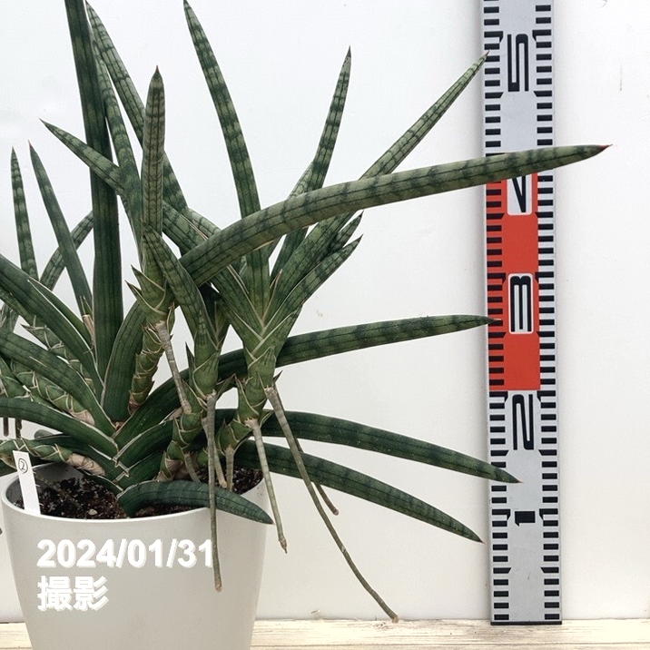 現品お届け】サンスベリア 6号 ボブ クランプ付き 白プラ鉢仕様（2
